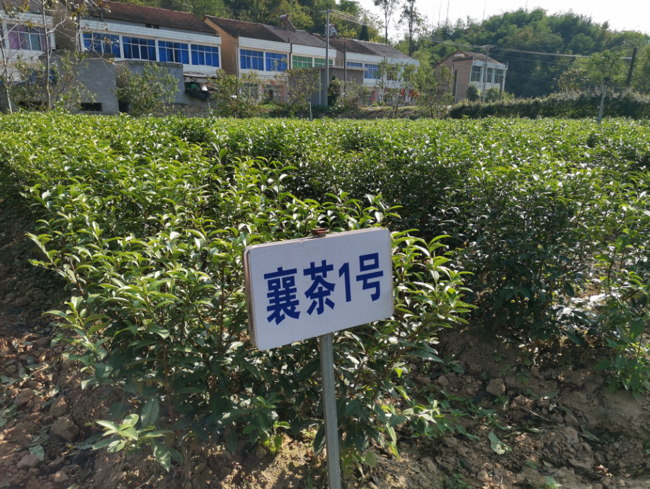图片6.png